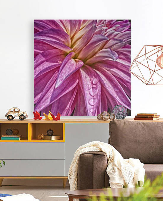 dahlia 1 Reproduction