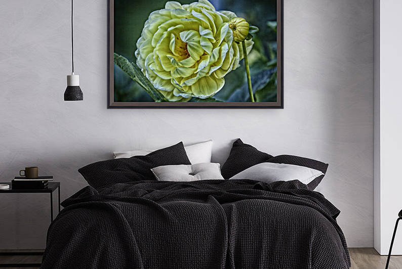 yellow dahlia Reproduction