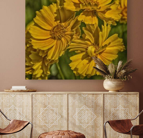 yellow Reproduction