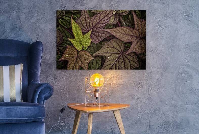 ivy Reproduction