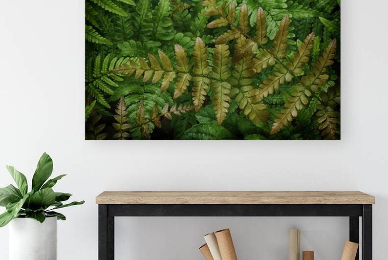 fern Reproduction