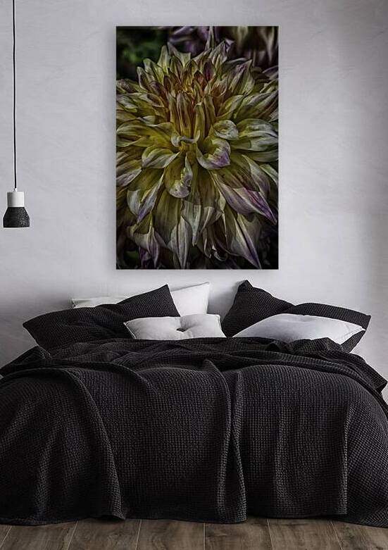 dahlia one Reproduction