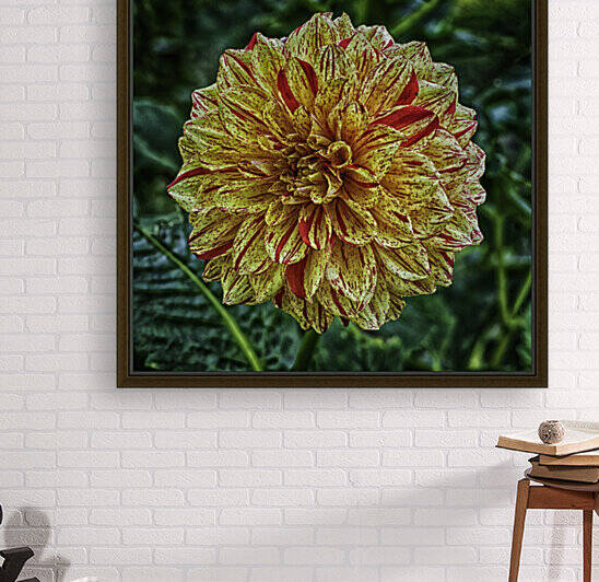 dahlia three Reproduction