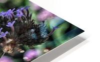 butterfly 4 HD Metal print