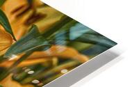 Lily 1 HD Metal print