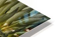 dahlia 5 HD Metal print