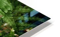 fern HD Metal print