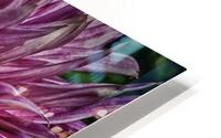 dahlia two HD Metal print