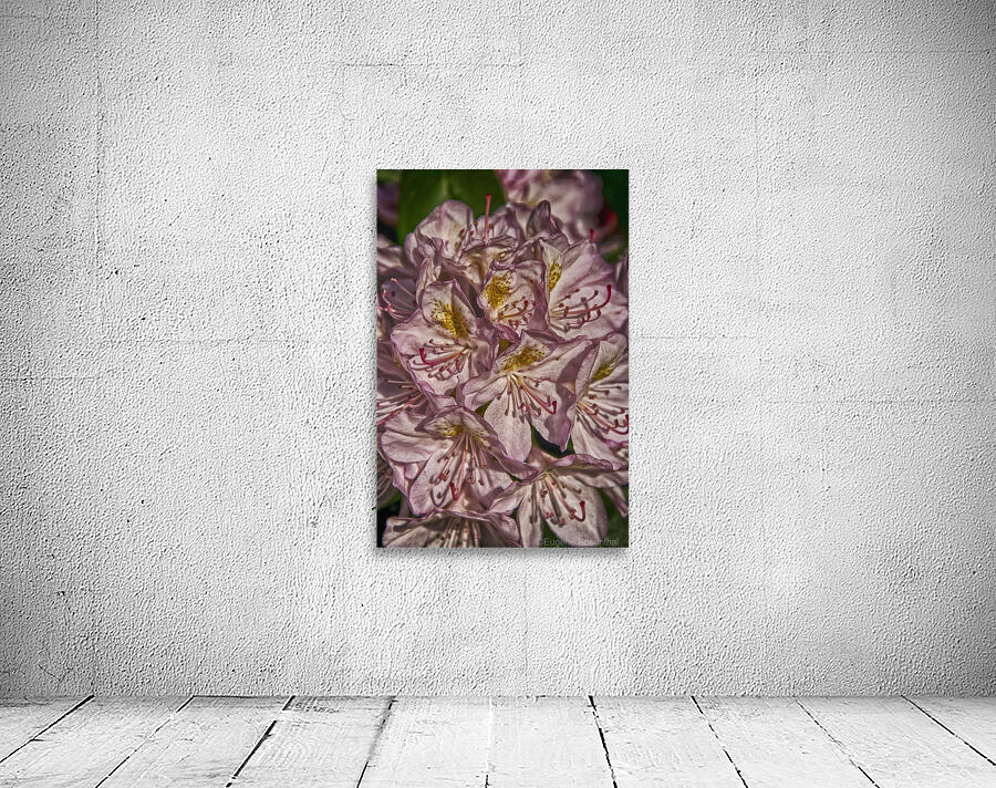 azalea Wall Preview