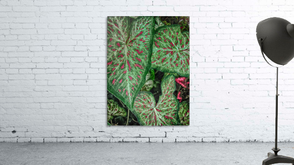 color leaves Wall Preview