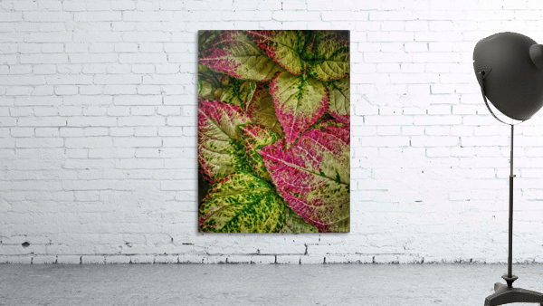 color leaves 2 Wall Preview