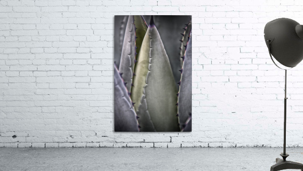 plant 4 Wall Preview
