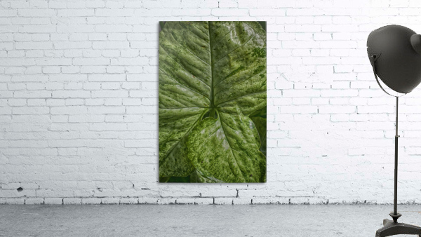 plant 5 Wall Preview