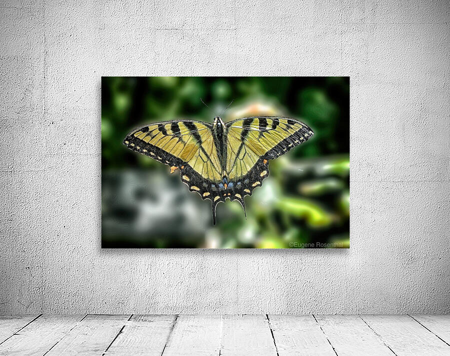butterfly 3 Wall Preview