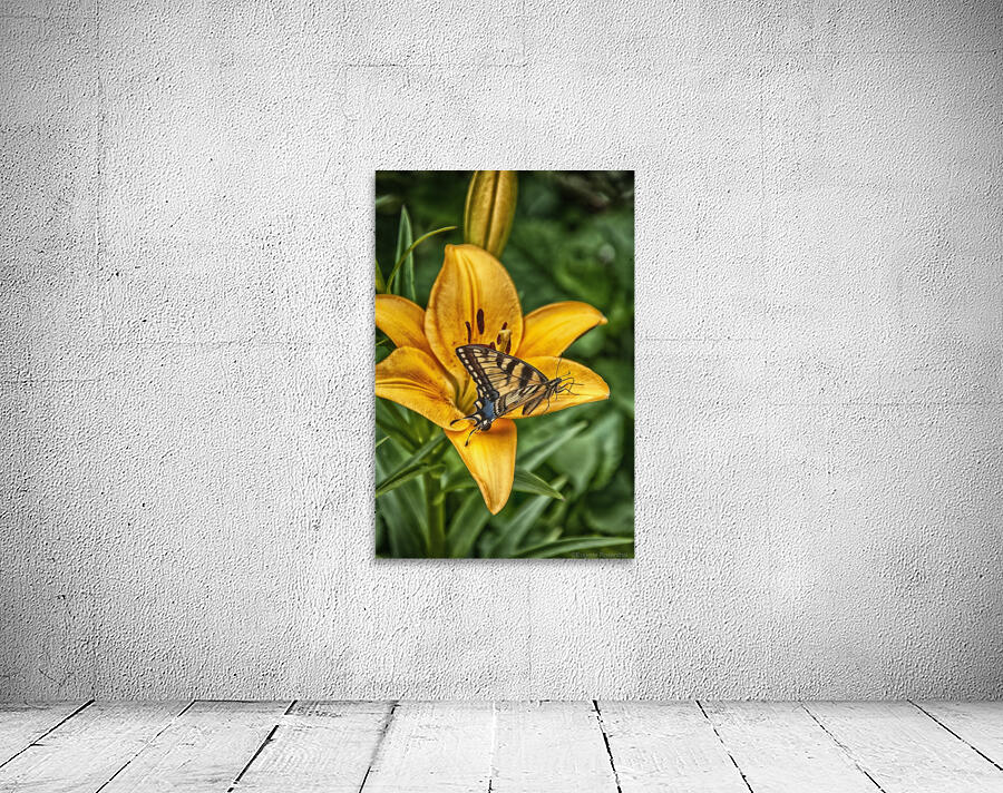butterfly 5 Wall Preview