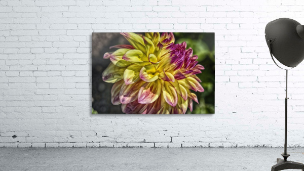 dahlia 2 Wall Preview