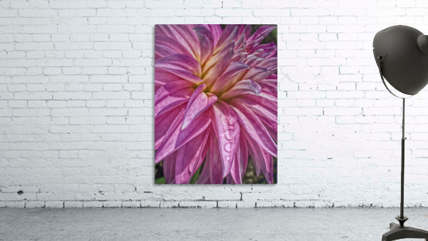 dahlia 1 Wall Preview