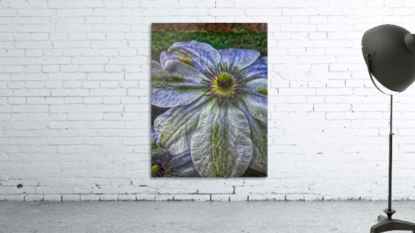 Clematis Wall Preview