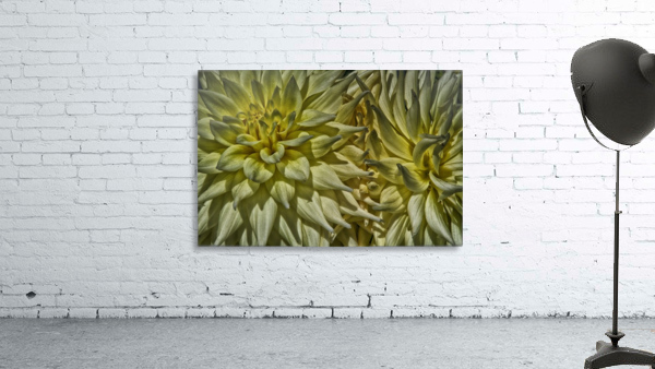 dahlia 5 Wall Preview