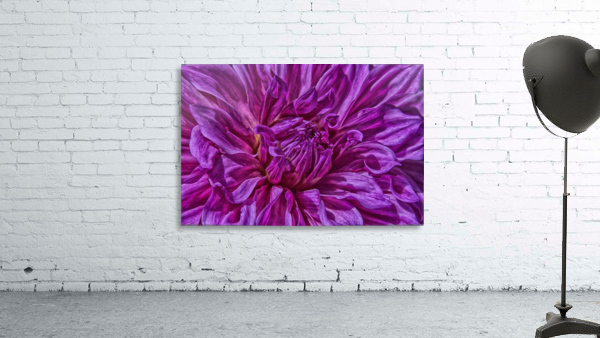 dahlia 4 Wall Preview