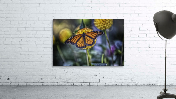 butterfly 7 Wall Preview