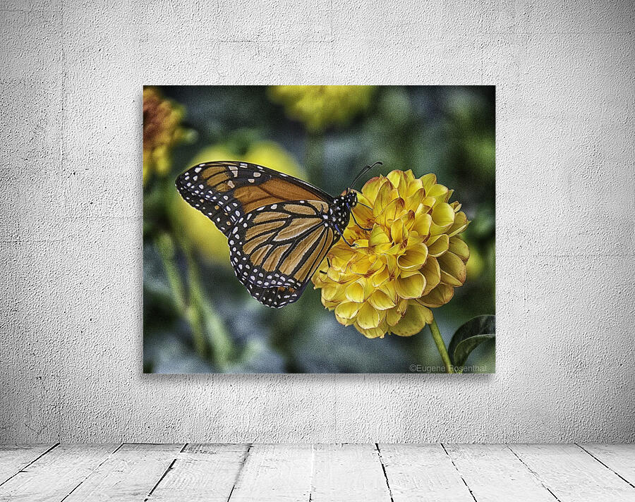 butterfly 6 Wall Preview