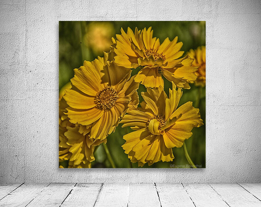 yellow Wall Preview