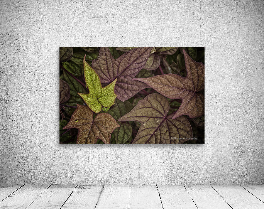 ivy Wall Preview