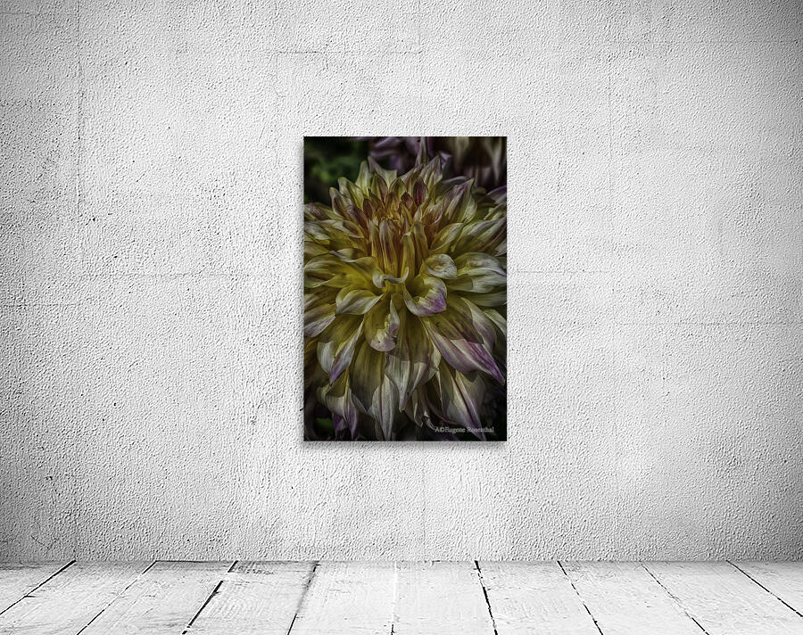 dahlia one Wall Preview