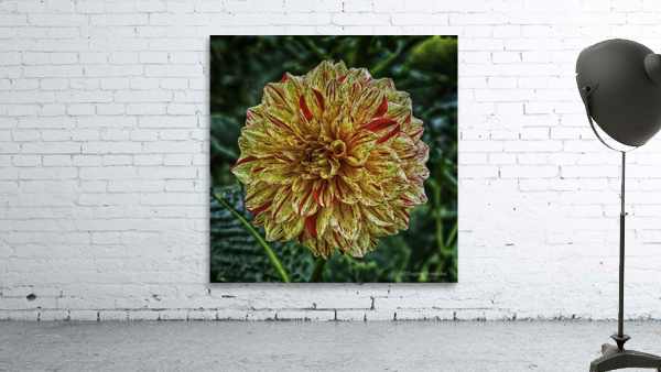 dahlia three Wall Preview