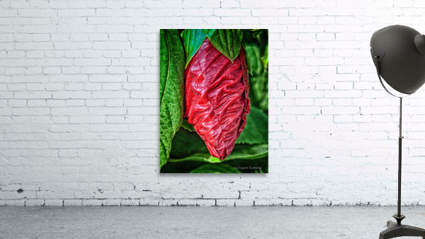 crysallis Wall Preview