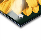 Lazy Daisy Acrylic print
