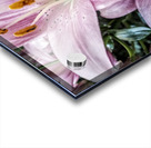 Lilies for Days Acrylic print