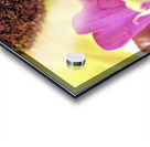 Flower Conversations Acrylic print