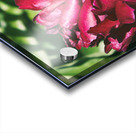 Pretty Pleasing Peonies II Acrylic print