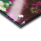 Pretty Pleasing Peonies III Acrylic print