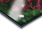 Pretty Pleasing Peonies I Acrylic print