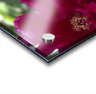 Pretty Pleasing Peony  Acrylic print