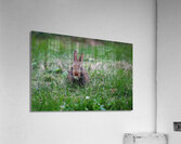 Bunny Bloom Acrylic Print