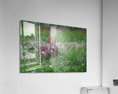 Bunny Bloom III Acrylic Print