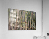 Lonesome Ladybug  Acrylic Print