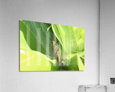 Hiding Grasshopper II Acrylic Print
