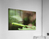 Daring Damselfly Acrylic Print