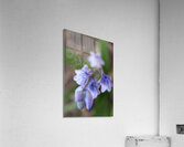 Periwinkle Pedals Acrylic Print