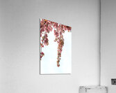 Springtime Cherry Blossoms Acrylic Print