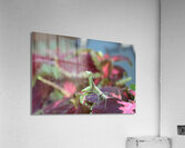 Posing Praying Mantis Acrylic Print