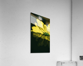 Dipping Daisy Acrylic Print