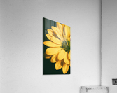 Lazy Daisy Acrylic Print