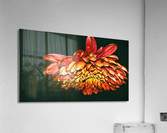 Falling For Mums Acrylic Print