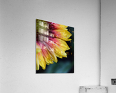Hydrated Petals Acrylic Print